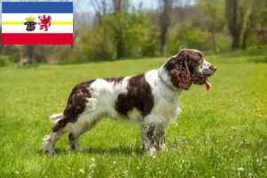 Lee más sobre el artículo Criadores de Springer Spaniel Inglés y cachorros en Mecklemburgo-Pomerania Occidental