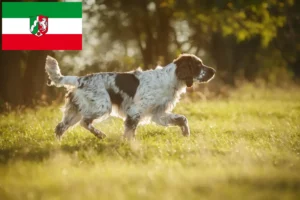Lee más sobre el artículo Criadores de Springer Spaniel inglés y cachorros en Renania del Norte-Westfalia