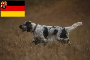 Lee más sobre el artículo Criadores de Springer Spaniel Inglés y cachorros en Renania-Palatinado