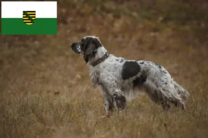 Lee más sobre el artículo Criadores de Springer Spaniel inglés y cachorros en Sajonia