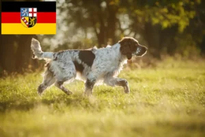 Lee más sobre el artículo Criadores de Springer Spaniel inglés y cachorros en Sarre