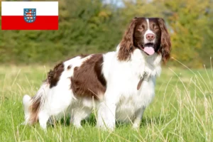 Lee más sobre el artículo Criadores de Springer Spaniel Inglés y cachorros en Turingia