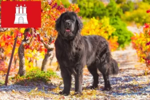 Lee más sobre el artículo Criadores de Terranova y cachorros en Hamburgo