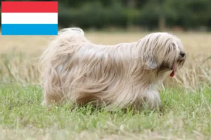 Lee más sobre el artículo Criadores de Terrier Tibetano y cachorros en Luxemburgo