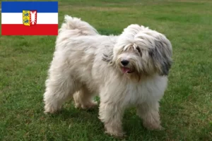 Lee más sobre el artículo Criadores de Terrier Tibetano y cachorros en Schleswig-Holstein