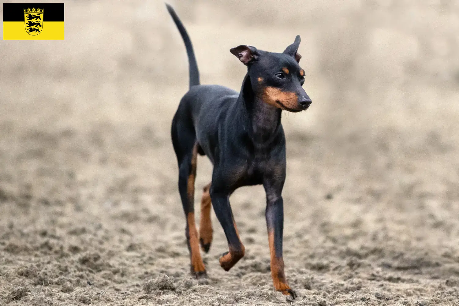 Lee más sobre el artículo Criadores de Toy Terrier inglés y cachorros en Baden-Wurtemberg