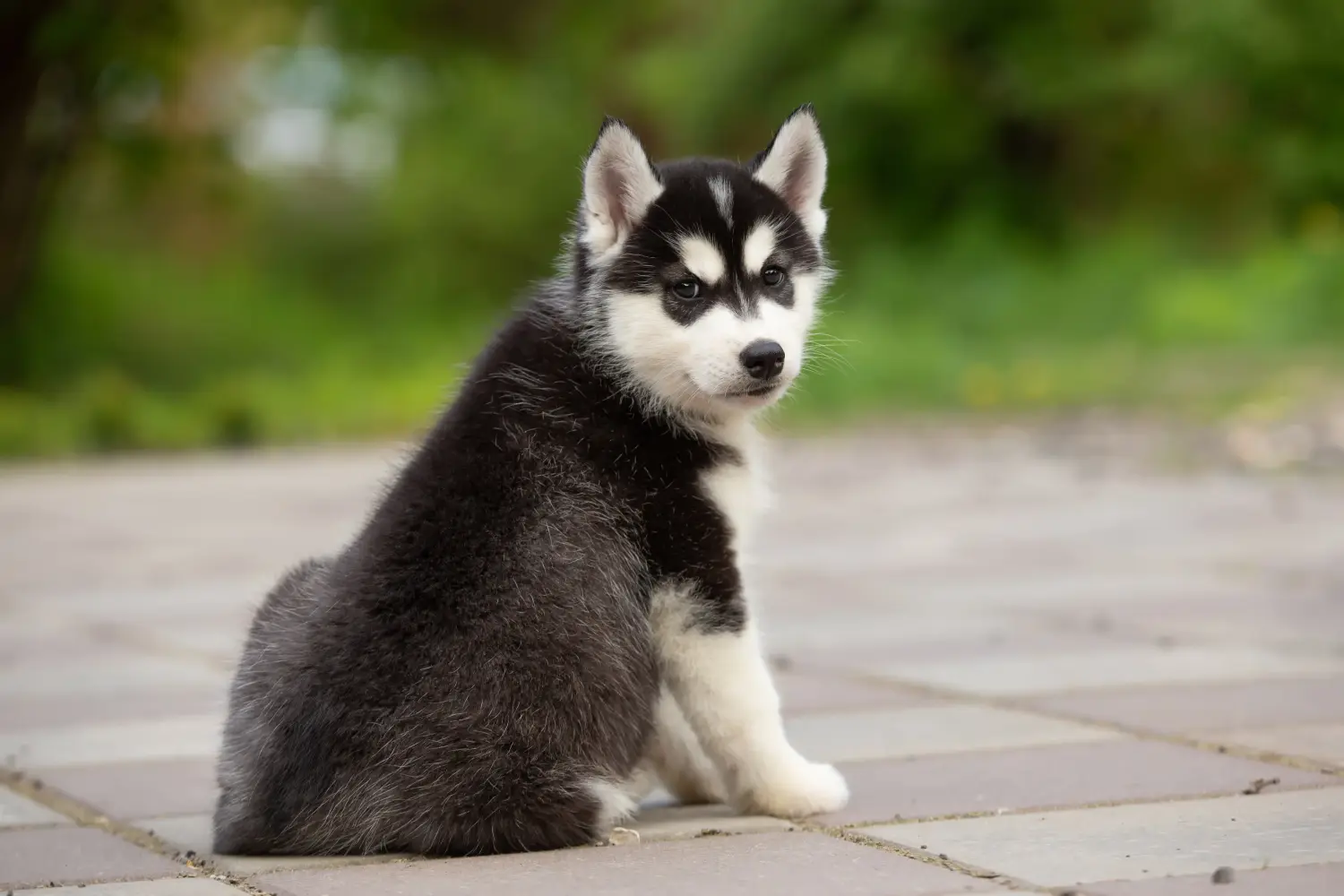 Comprar un cachorro de Alaskan Malamute significa asumir responsabilidades. Comprar cachorros de Alaskan Malamute.