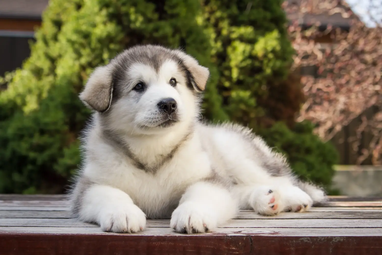 Comprar un cachorro de Alaskan Malamute significa asumir responsabilidades. Comprar cachorros de Alaskan Malamute.