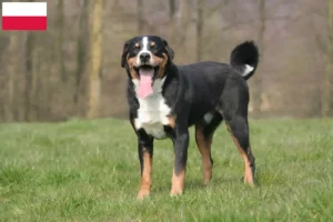 Lee más sobre el artículo Criador de Perros de Montaña de Appenzell y Cachorros en Polonia