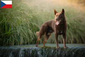 Lee más sobre el artículo Criadores de Kelpie australiano y cachorros en la República Checa