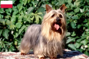 Lee más sobre el artículo Criadores de Australian Silky Terrier y cachorros en Polonia