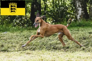 Lee más sobre el artículo Criadores de Azawakh y cachorros en Baden-Württemberg