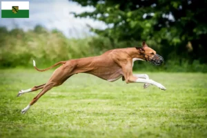 Lee más sobre el artículo Criadores y cachorros de Azawakh en Sajonia