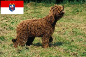 Lee más sobre el artículo Criadores de Barbet y cachorros en Hessen