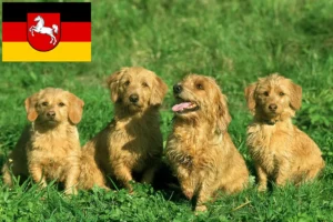 Lee más sobre el artículo Basset fauve de Bretagne criadores y cachorros en Baja Sajonia