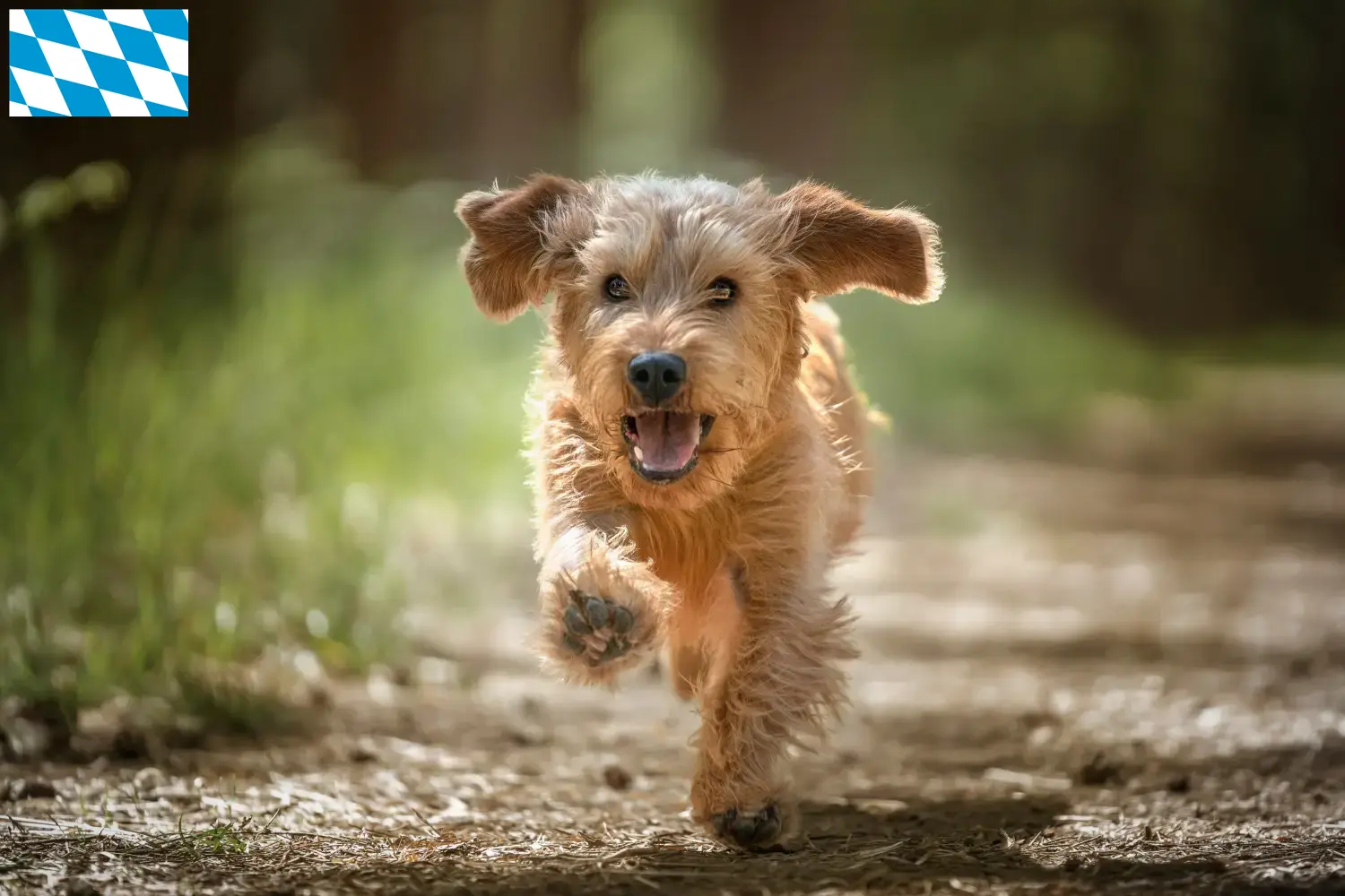 Basset fauve de Bretagne cachorros y criadores Baviera Encuentra criadores de Basset fauve de Bretagne en Baviera.