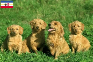Lee más sobre el artículo Basset fauve de Bretagne criadores y cachorros en Mecklemburgo-Pomerania Occidental
