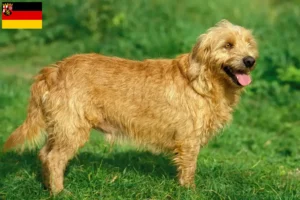 Lee más sobre el artículo Basset fauve de Bretagne criadores y cachorros en Renania-Palatinado