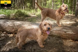 Lee más sobre el artículo Basset fauve de Bretagne criadores y cachorros en Sajonia-Anhalt