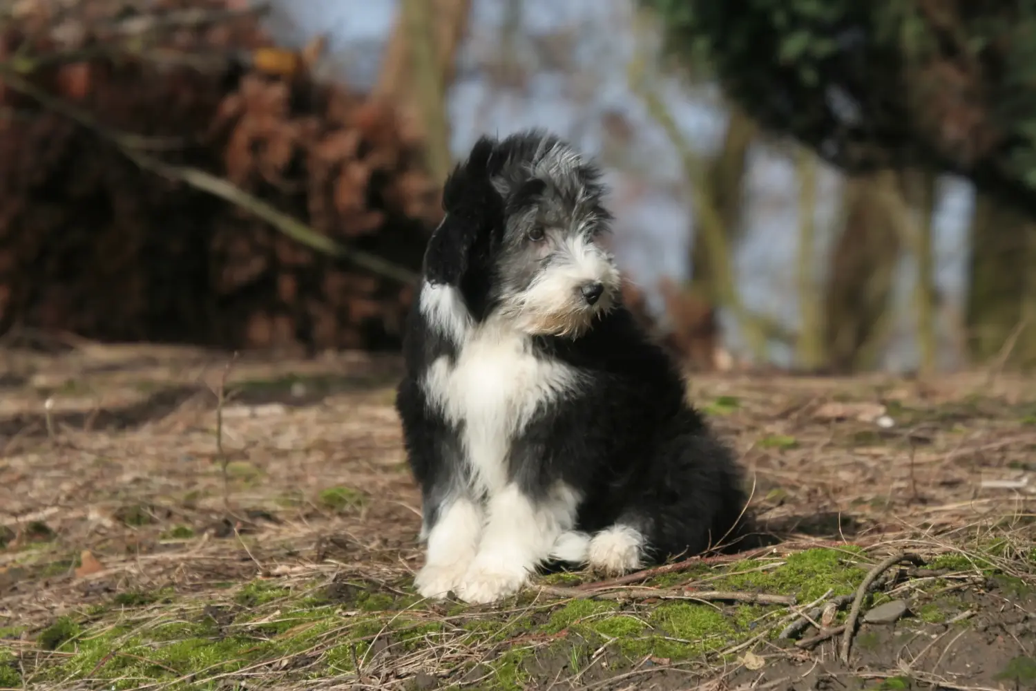 Comprar un cachorro de Collie Barbudo significa asumir responsabilidades. Comprar cachorros de Collie Barbudo.