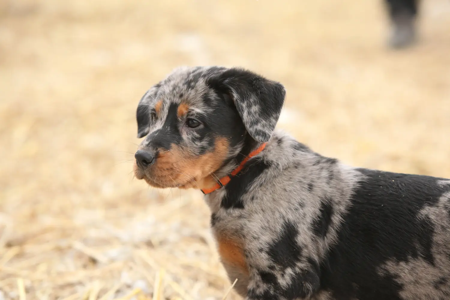 Comprar un cachorro de Beauceron significa asumir responsabilidades. Comprar cachorros Beauceron.