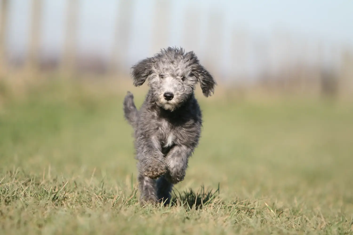 Comprar un cachorro de Bedlington Terrier significa asumir responsabilidades. Comprar cachorros de Bedlington Terrier.