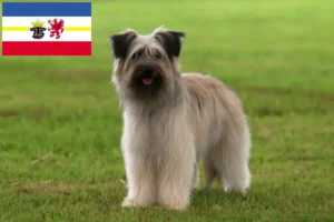 Lee más sobre el artículo Criadores y cachorros de Berger des Pyrenees en Mecklemburgo-Pomerania Occidental