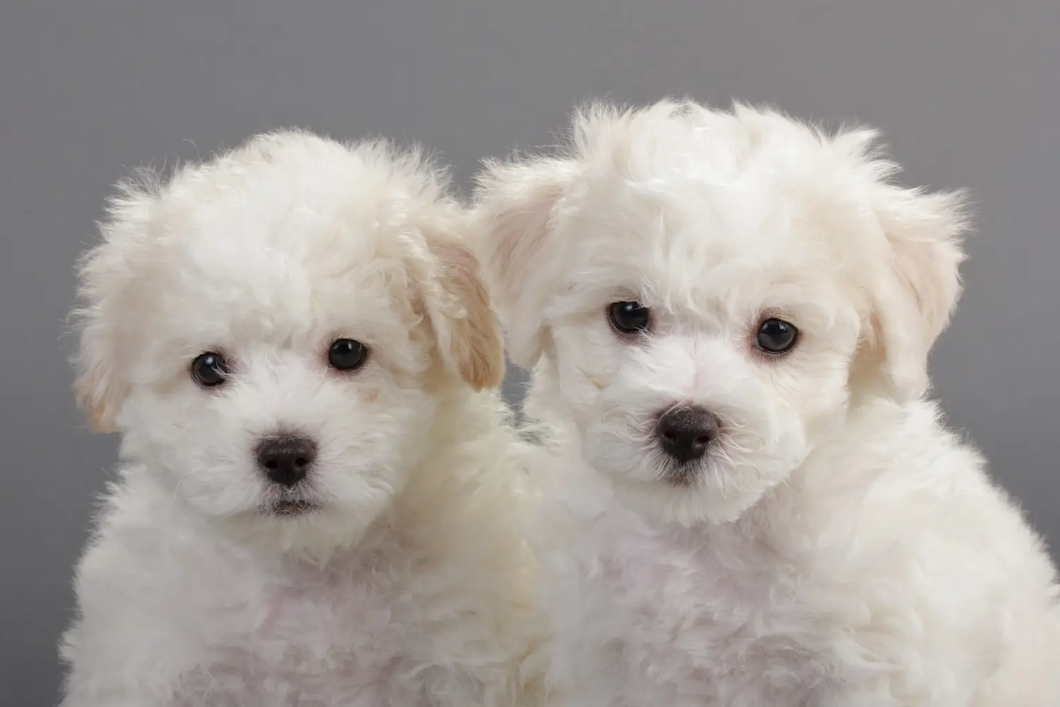 Comprar un cachorro de Bichón Frisé significa asumir responsabilidades. Comprar cachorros de Bichon Frisé.