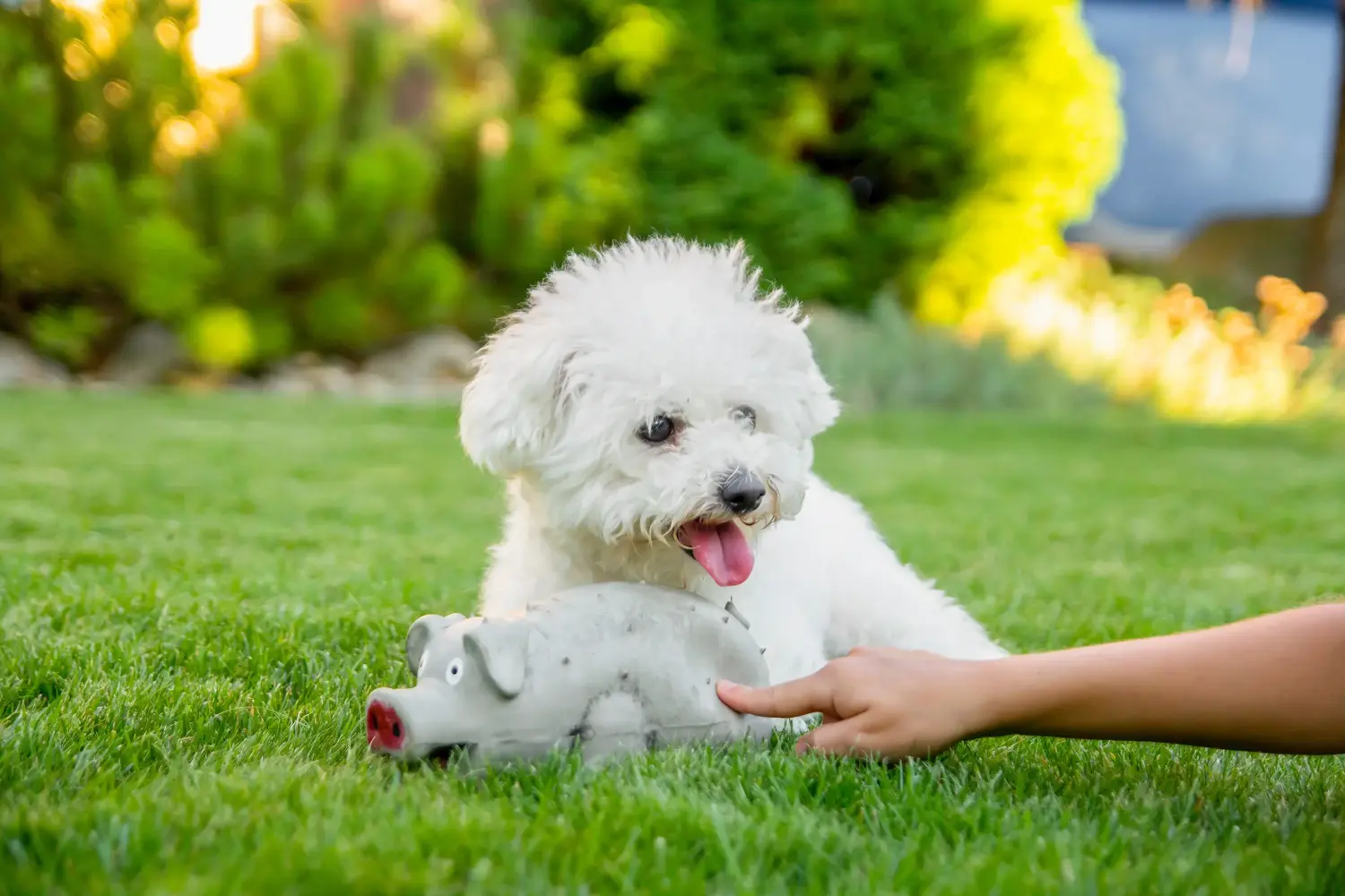 Comprar un cachorro de Bichón Frisé significa asumir responsabilidades. Comprar cachorros de Bichon Frisé.