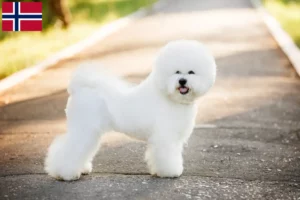 Lee más sobre el artículo Criadores de Bichon Frisé y cachorros en Noruega