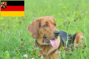 Lee más sobre el artículo Criadores de Bracke polaco y cachorros en Renania-Palatinado