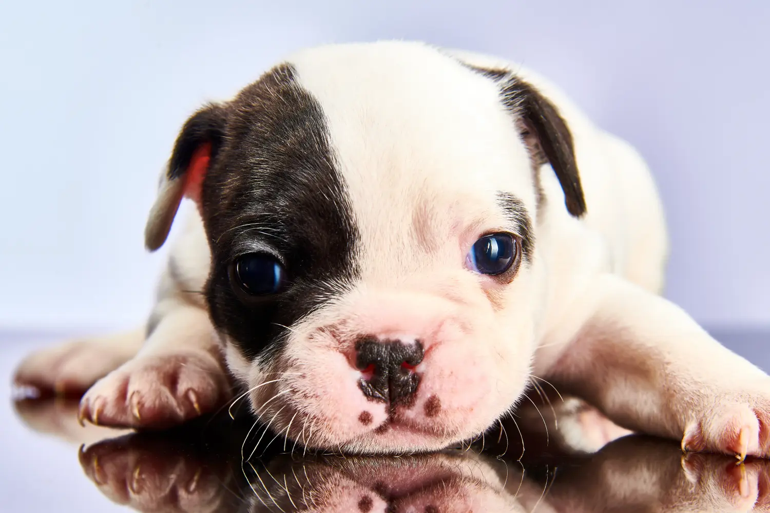 Comprar un cachorro de Bulldog Francés significa asumir responsabilidades. Comprar cachorros de Bulldog Francés.