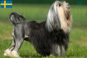 Lee más sobre el artículo Criadores y cachorros de Löwchen en Suecia