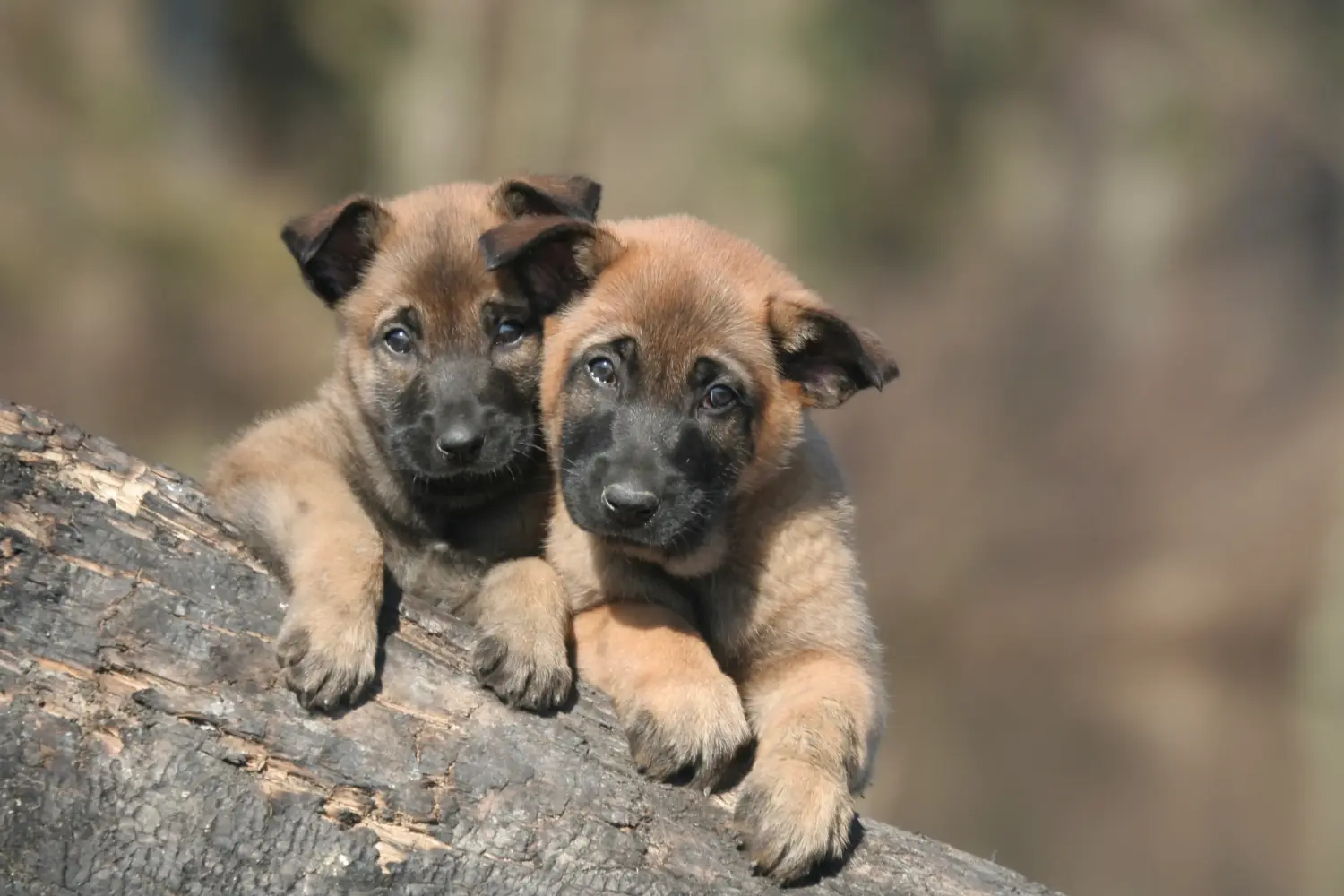 Comprar un cachorro de pastor belga significa asumir responsabilidades. Comprar cachorros de pastor belga.