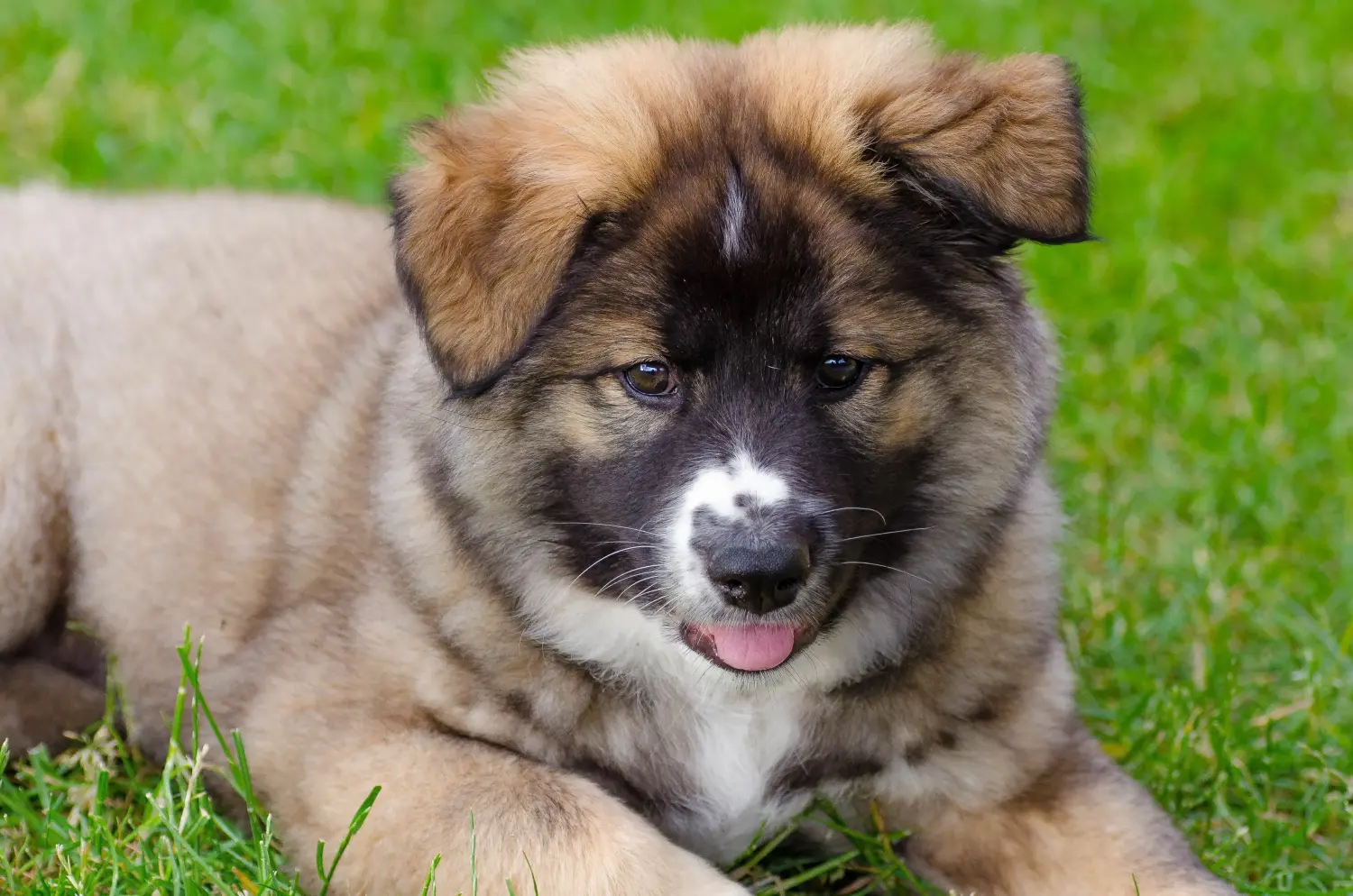 Comprar un cachorro de perro islandés significa asumir responsabilidades. Comprar cachorros de perro islandés.