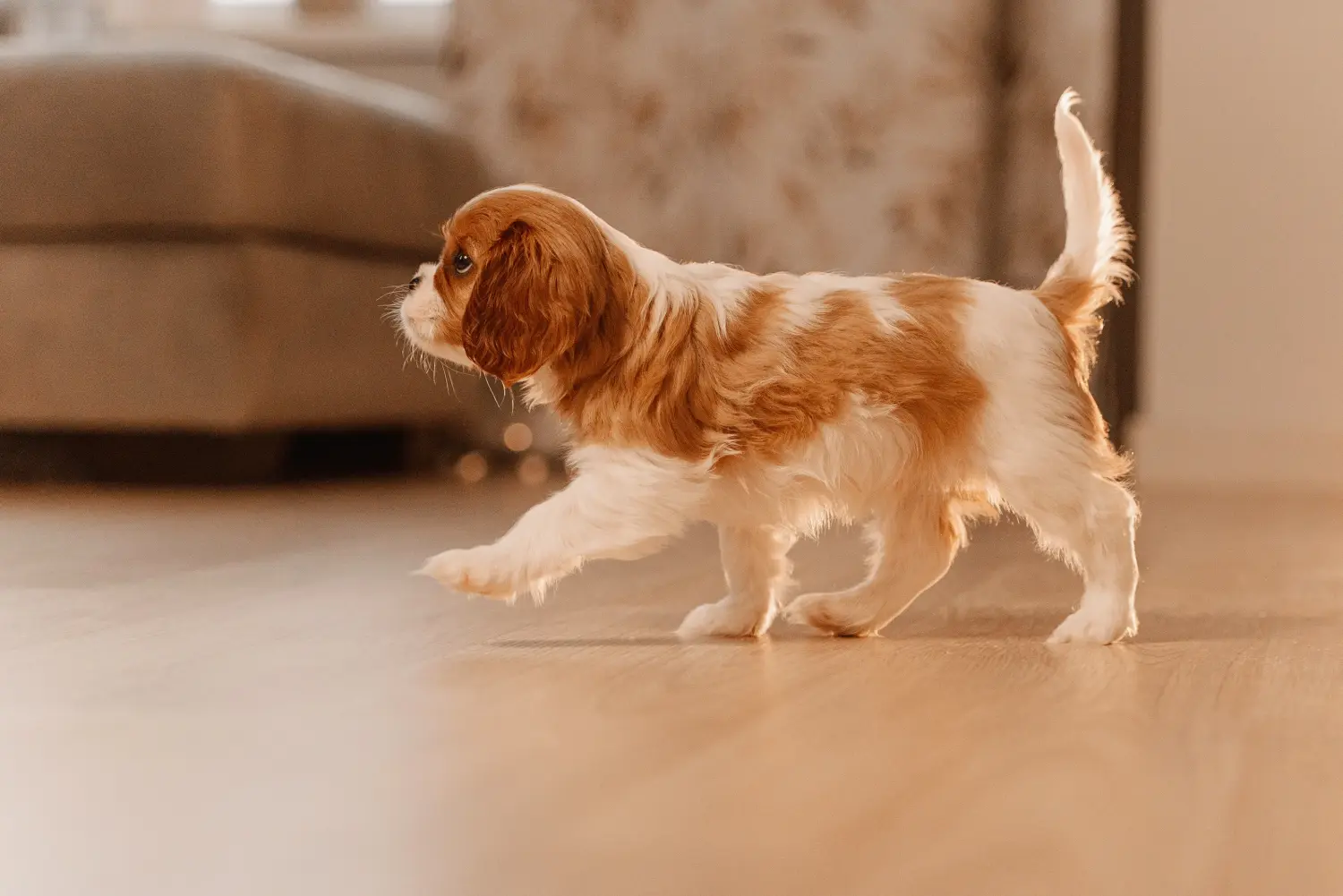 Comprar un cachorro de Cavalier King Charles Spaniel significa asumir responsabilidades. Comprar cachorros de Cavalier King Charles Spaniel.