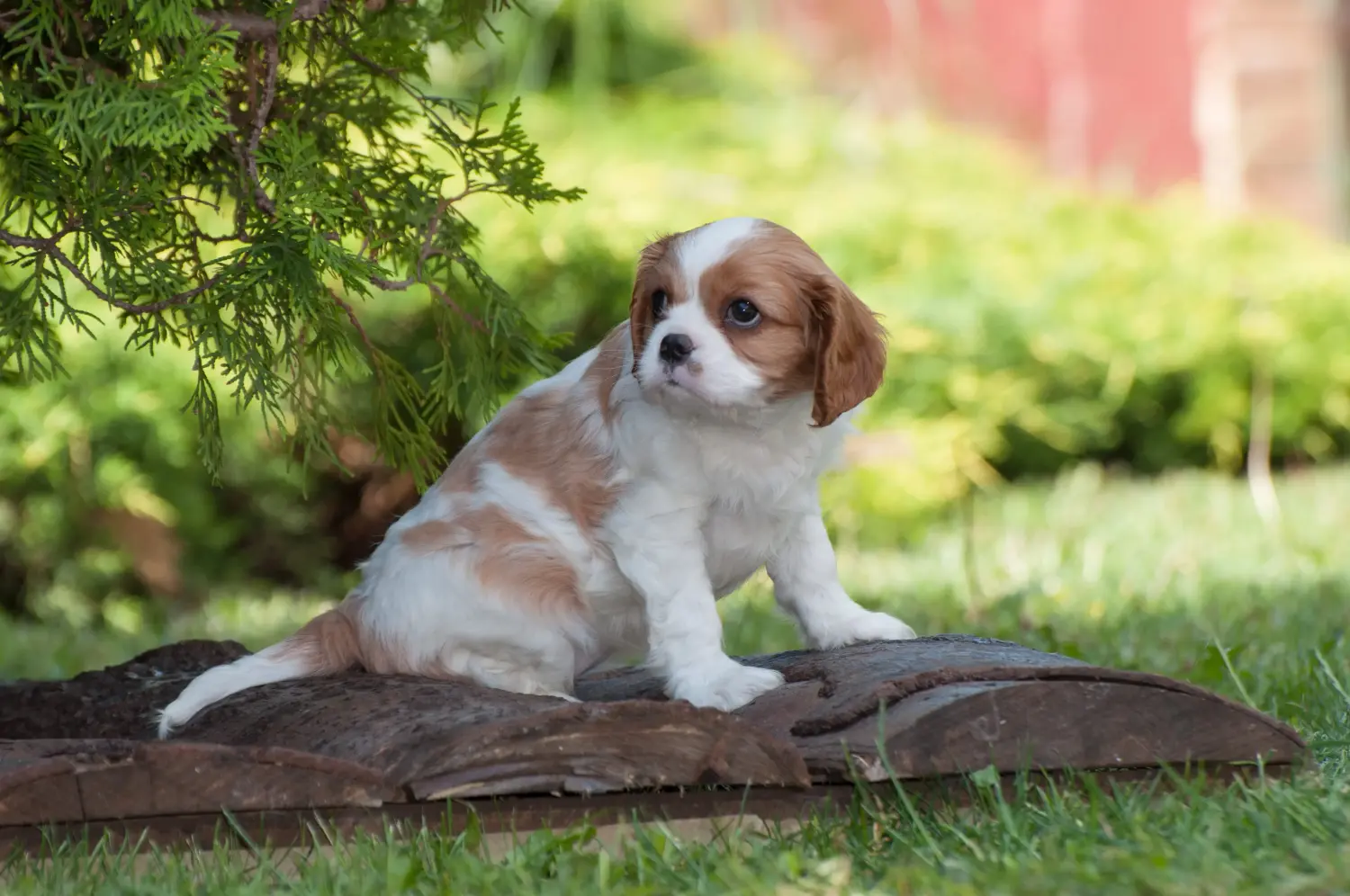 Comprar un cachorro de Cavalier King Charles Spaniel significa asumir responsabilidades. Comprar cachorros de Cavalier King Charles Spaniel.