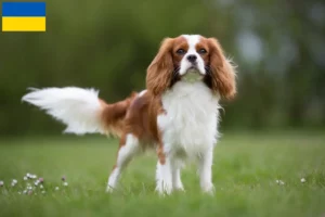 Lee más sobre el artículo Cavalier King Charles Spaniel criadores y cachorros en Ucrania