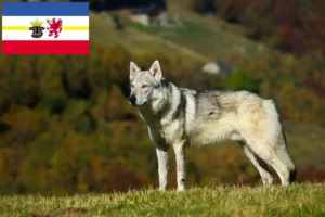 Lee más sobre el artículo Criadores de perros lobo checoslovacos y cachorros en Mecklemburgo-Pomerania Occidental