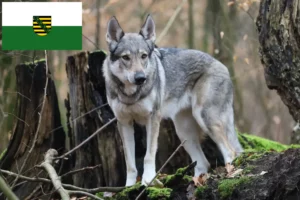 Lee más sobre el artículo Criador de perros lobo checoslovacos y cachorros en Sajonia
