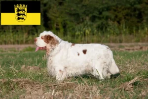 Lee más sobre el artículo Criadores de Clumber Spaniel y cachorros en Baden-Württemberg