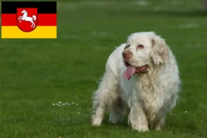 Lee más sobre el artículo Criadores de Clumber Spaniel y cachorros en Baja Sajonia