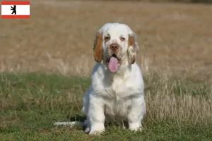 Lee más sobre el artículo Criadores de Clumber Spaniel y cachorros en Berlín