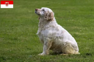 Lee más sobre el artículo Criadores de Clumber Spaniel y cachorros en Brandenburgo