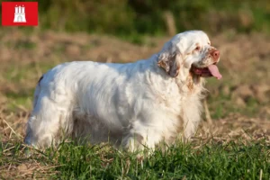 Lee más sobre el artículo Clumber Spaniel criadores y cachorros en Hamburgo