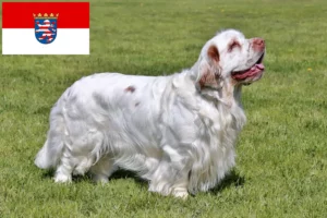 Lee más sobre el artículo Criadores de Clumber Spaniel y cachorros en Hessen
