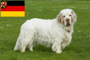 Lee más sobre el artículo Criadores de Clumber Spaniel y cachorros en Renania-Palatinado