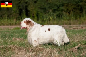 Lee más sobre el artículo Criadores de Clumber Spaniel y cachorros en Sarre