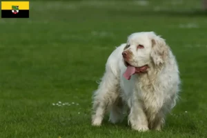 Lee más sobre el artículo Criadores de Clumber Spaniel y cachorros en Sajonia-Anhalt