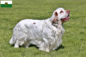 Lee más sobre el artículo Criadores de Clumber Spaniel y cachorros en Sajonia